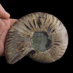 AMONIT - 137 mm - KREDA DOLNA - 110 mln lat - MADAGASKAR