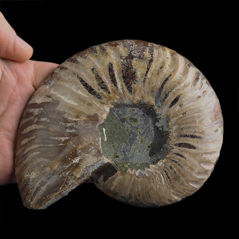 AMONIT - 137 mm - KREDA DOLNA - 110 mln lat - MADAGASKAR
