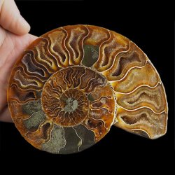 AMONIT - 137 mm - KREDA DOLNA - 110 mln lat - MADAGASKAR