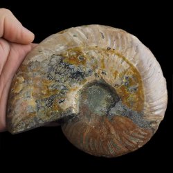 AMONIT - 145 mm - KREDA DOLNA - 110 mln lat - MADAGASKAR