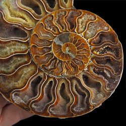 AMONIT - 145 mm - KREDA DOLNA - 110 mln lat - MADAGASKAR