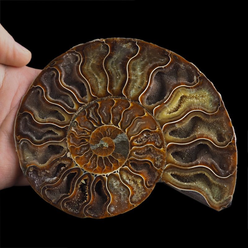 AMONIT - 145 mm - KREDA DOLNA - 110 mln lat - MADAGASKAR