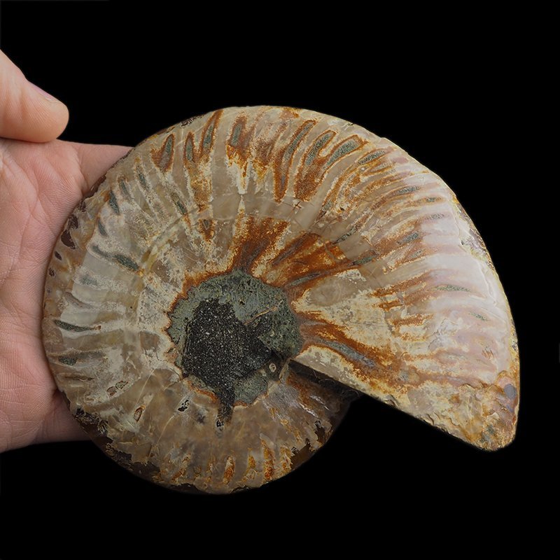 AMONIT - 128 mm - KREDA DOLNA - 110 mln lat - MADAGASKAR