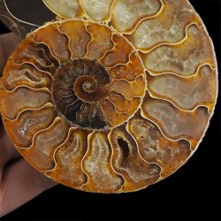 AMONIT - 128 mm - KREDA DOLNA - 110 mln lat - MADAGASKAR
