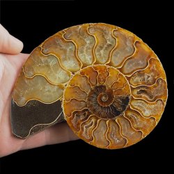 AMONIT - 128 mm - KREDA DOLNA - 110 mln lat - MADAGASKAR