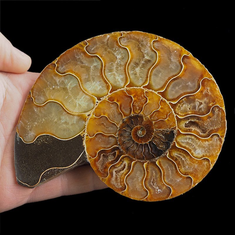AMONIT - 128 mm - KREDA DOLNA - 110 mln lat - MADAGASKAR