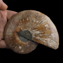 AMONIT - 112 mm - KREDA DOLNA - 110 mln lat - MADAGASKAR