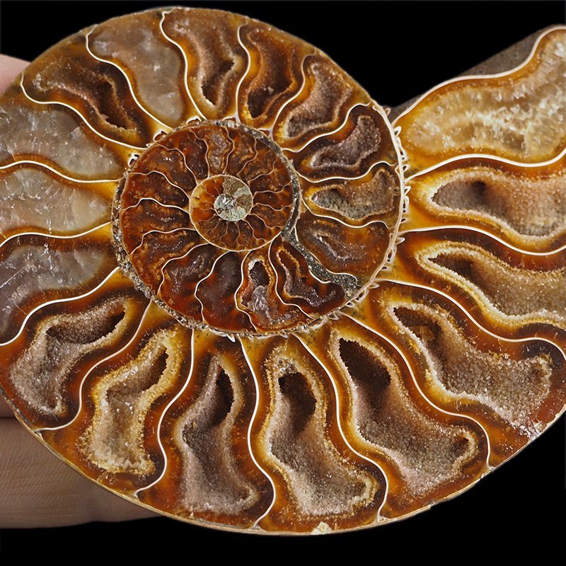 AMONIT - 112 mm - KREDA DOLNA - 110 mln lat - MADAGASKAR