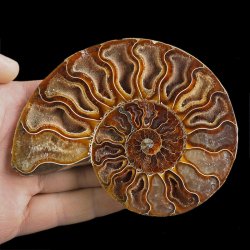 AMONIT - 112 mm - KREDA DOLNA - 110 mln lat - MADAGASKAR