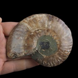 AMONIT - 101 mm - KREDA DOLNA - 110 mln lat - MADAGASKAR