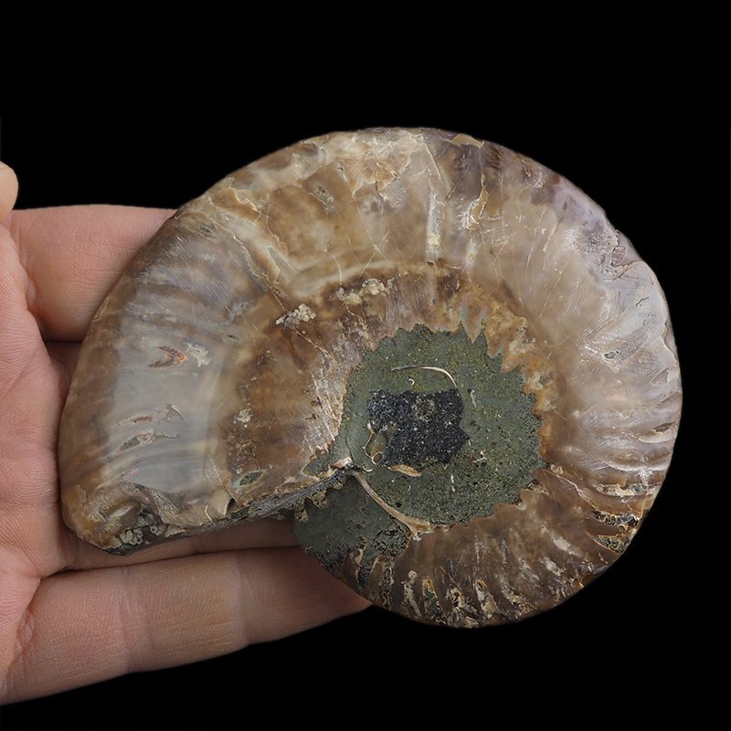AMONIT - 101 mm - KREDA DOLNA - 110 mln lat - MADAGASKAR