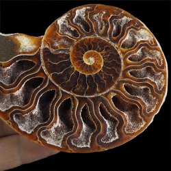 AMONIT - 101 mm - KREDA DOLNA - 110 mln lat - MADAGASKAR