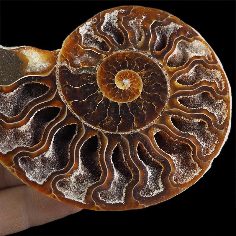 AMONIT - 101 mm - KREDA DOLNA - 110 mln lat - MADAGASKAR