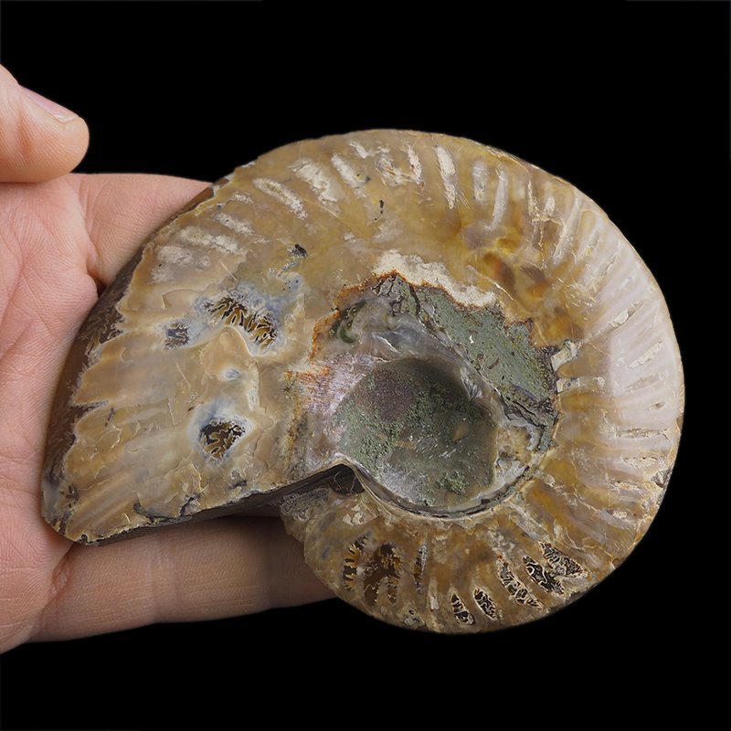 AMONIT - 108 mm - KREDA DOLNA - 110 mln lat - MADAGASKAR