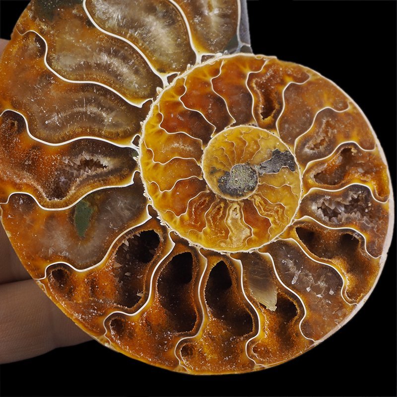 AMONIT - 108 mm - KREDA DOLNA - 110 mln lat - MADAGASKAR