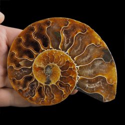 AMONIT - 108 mm - KREDA DOLNA - 110 mln lat - MADAGASKAR