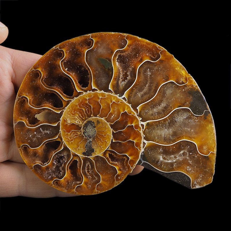 AMONIT - 108 mm - KREDA DOLNA - 110 mln lat - MADAGASKAR