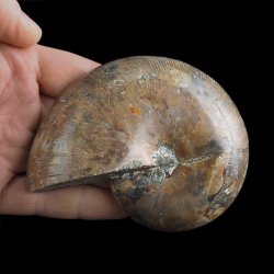 AMONIT - 101 mm - KREDA DOLNA - 110 mln lat - MADAGASKAR
