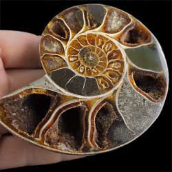 AMONIT - 101 mm - KREDA DOLNA - 110 mln lat - MADAGASKAR