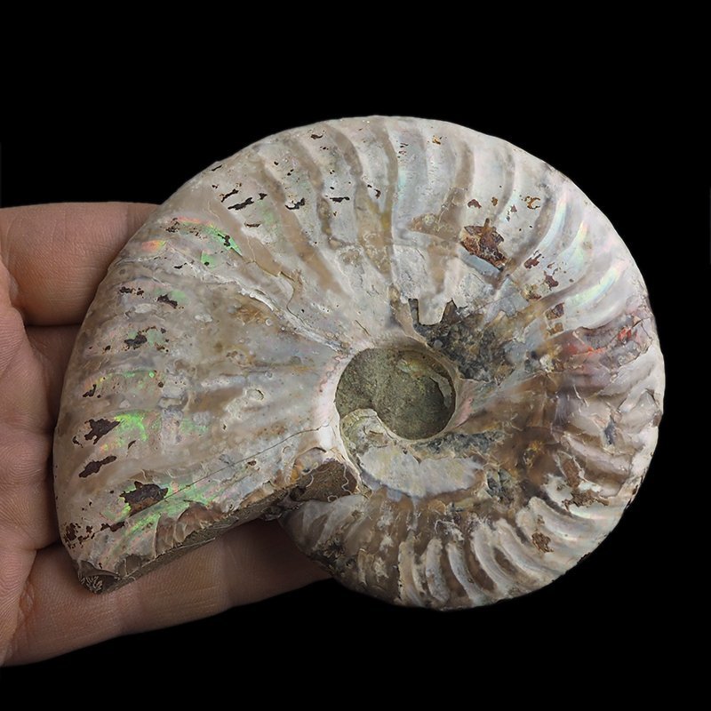 AMONIT - 109 mm - KREDA DOLNA - 110 mln lat - MADAGASKAR