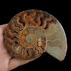 AMONIT - 109 mm - KREDA DOLNA - 110 mln lat - MADAGASKAR