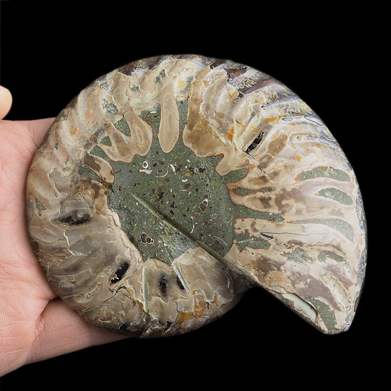 AMONIT - 116 mm - KREDA DOLNA - 110 mln lat - MADAGASKAR