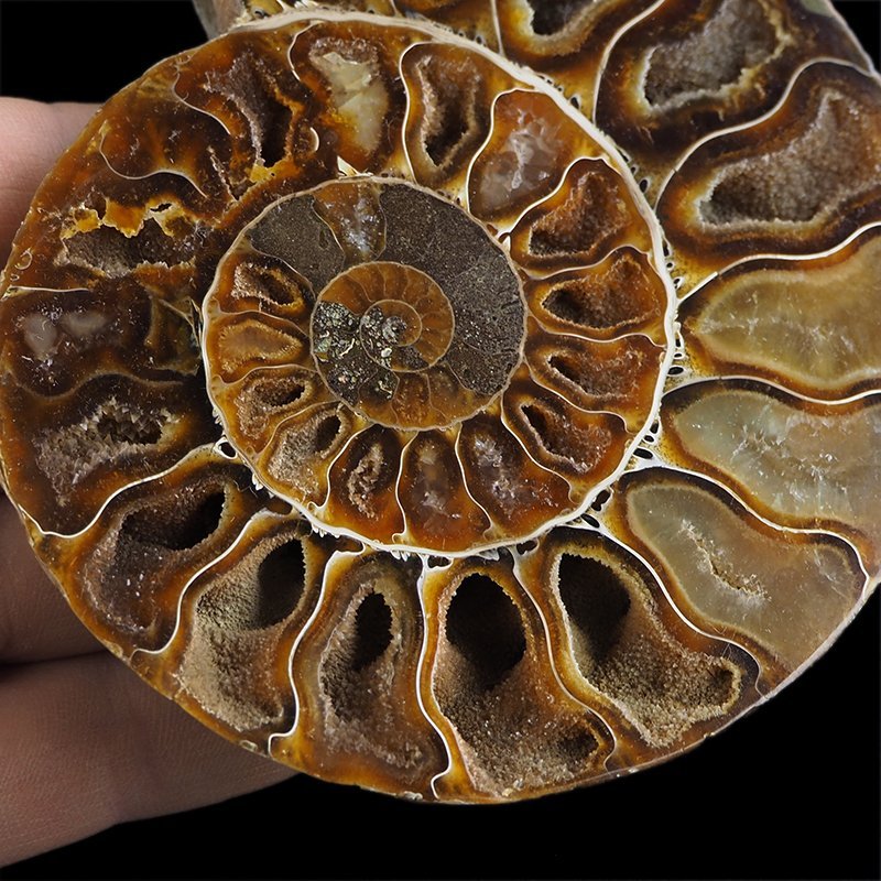 AMONIT - 116 mm - KREDA DOLNA - 110 mln lat - MADAGASKAR