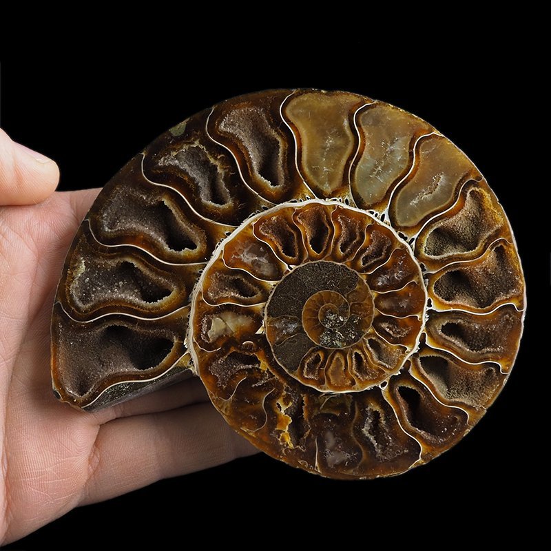 AMONIT - 116 mm - KREDA DOLNA - 110 mln lat - MADAGASKAR