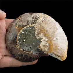 AMONIT - 102 mm - KREDA DOLNA - 110 mln lat - MADAGASKAR