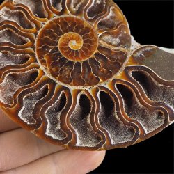 AMONIT - 102 mm - KREDA DOLNA - 110 mln lat - MADAGASKAR