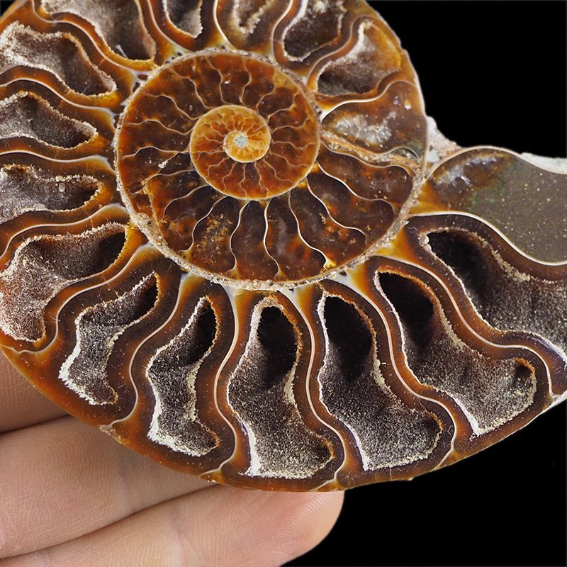 AMONIT - 102 mm - KREDA DOLNA - 110 mln lat - MADAGASKAR