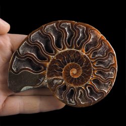 AMONIT - 102 mm - KREDA DOLNA - 110 mln lat - MADAGASKAR
