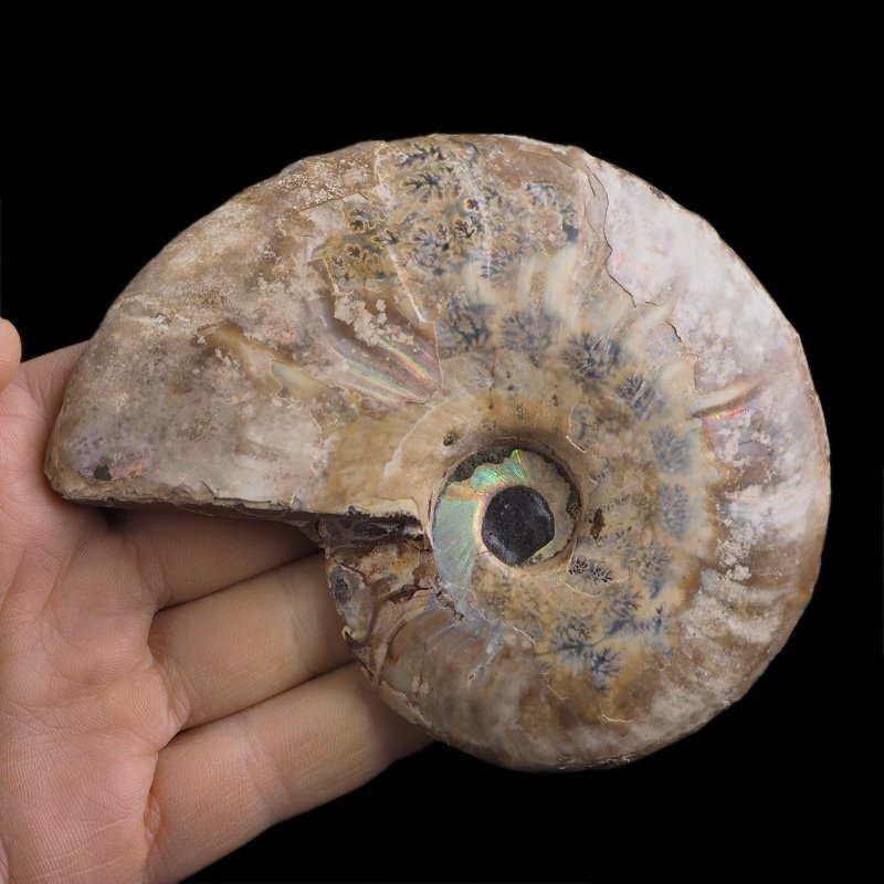 AMONIT - 113 mm - KREDA DOLNA - 110 mln lat - MADAGASKAR