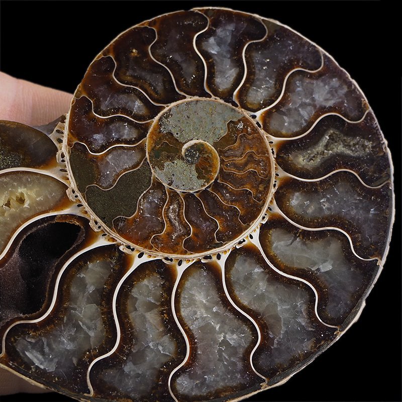 AMONIT - 113 mm - KREDA DOLNA - 110 mln lat - MADAGASKAR