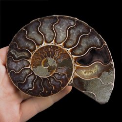AMONIT - 113 mm - KREDA DOLNA - 110 mln lat - MADAGASKAR