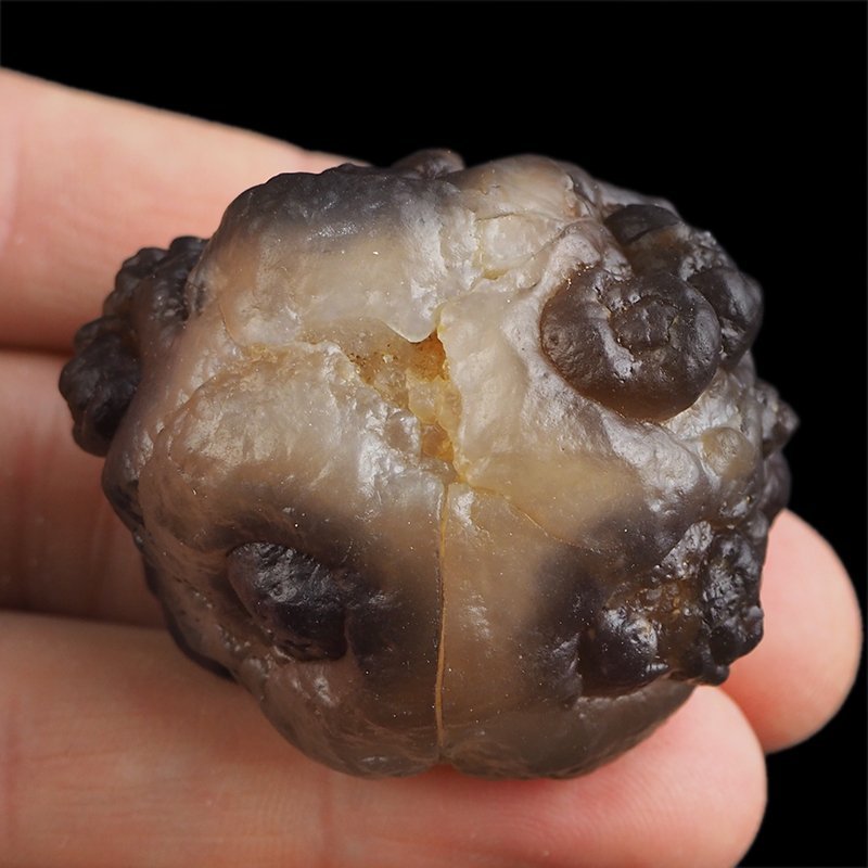 CHALCEDON - 43 mm - MAROKO