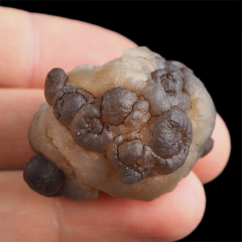CHALCEDON - 36 mm - MAROKO