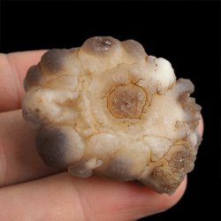 CHALCEDON - 42 mm - MAROKO