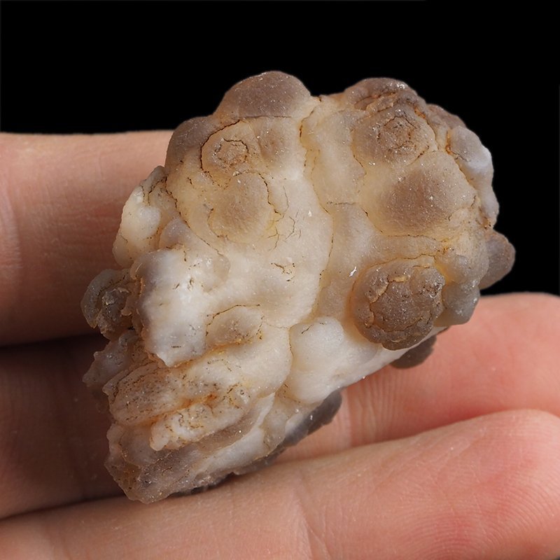 CHALCEDON - 42 mm - MAROKO