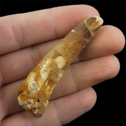 SKAMIENIAŁY ZĄB DINOZAURA Spinosaurus aegyptiacus - KREDA GÓRNA (CENOMAN) - ok. 95-100 mln lat