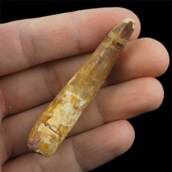SKAMIENIAŁY ZĄB DINOZAURA Spinosaurus aegyptiacus - KREDA GÓRNA (CENOMAN) - ok. 95-100 mln lat