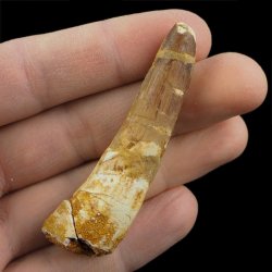 SKAMIENIAŁY ZĄB DINOZAURA Spinosaurus aegyptiacus - KREDA GÓRNA (CENOMAN) - ok. 95-100 mln lat