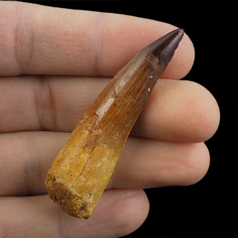 SKAMIENIAŁY ZĄB DINOZAURA Spinosaurus aegyptiacus - KREDA GÓRNA (CENOMAN) - ok. 95-100 mln lat