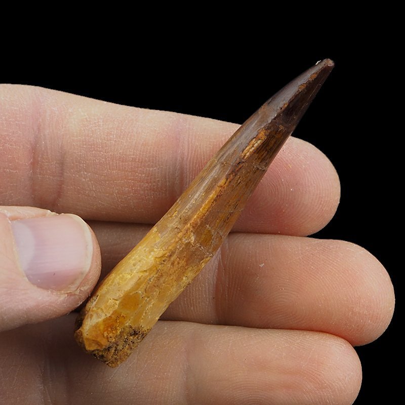 SKAMIENIAŁY ZĄB DINOZAURA Spinosaurus aegyptiacus - KREDA GÓRNA (CENOMAN) - ok. 95-100 mln lat