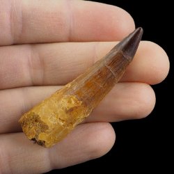 SKAMIENIAŁY ZĄB DINOZAURA Spinosaurus aegyptiacus - KREDA GÓRNA (CENOMAN) - ok. 95-100 mln lat