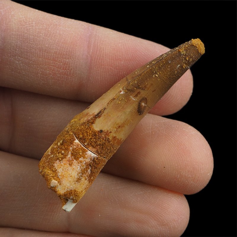 SKAMIENIAŁY ZĄB DINOZAURA Spinosaurus aegyptiacus - KREDA GÓRNA (CENOMAN) - ok. 95-100 mln lat