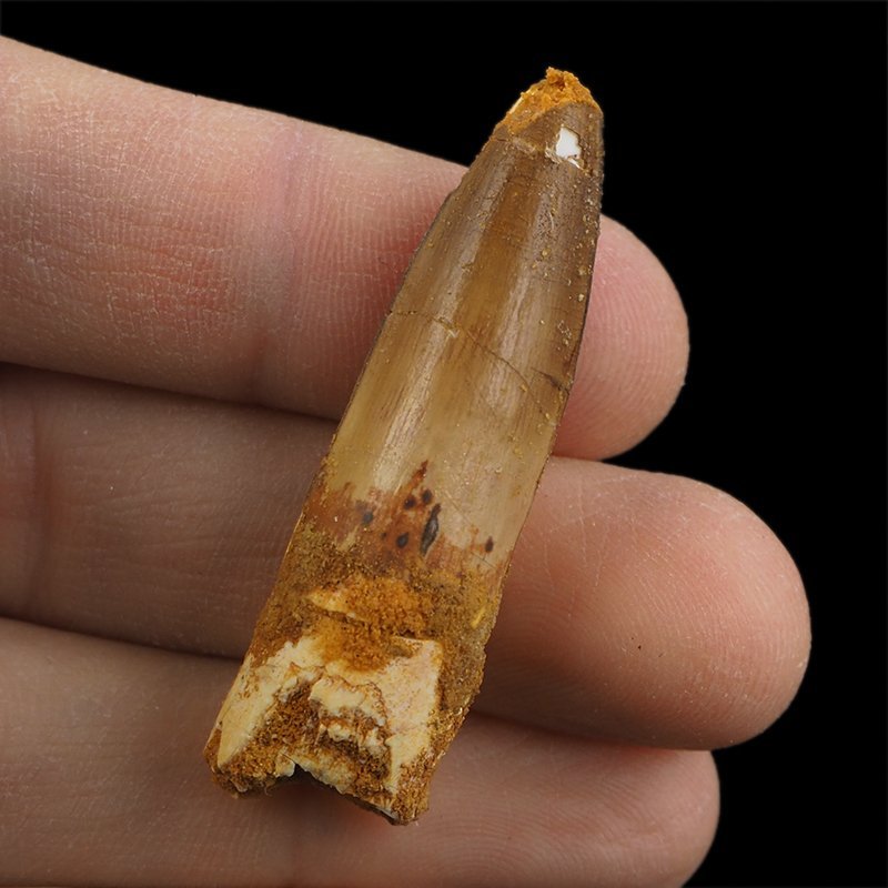 SKAMIENIAŁY ZĄB DINOZAURA Spinosaurus aegyptiacus - KREDA GÓRNA (CENOMAN) - ok. 95-100 mln lat