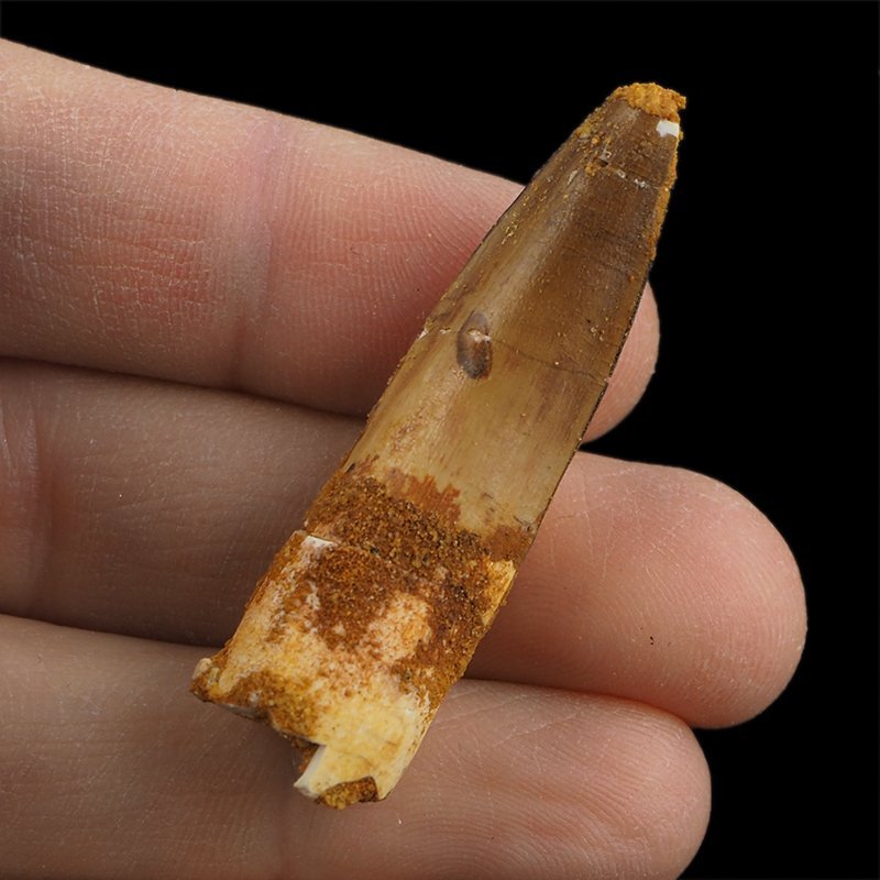 SKAMIENIAŁY ZĄB DINOZAURA Spinosaurus aegyptiacus - KREDA GÓRNA (CENOMAN) - ok. 95-100 mln lat