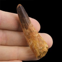 SKAMIENIAŁY ZĄB DINOZAURA Spinosaurus aegyptiacus - KREDA GÓRNA (CENOMAN) - ok. 95-100 mln lat