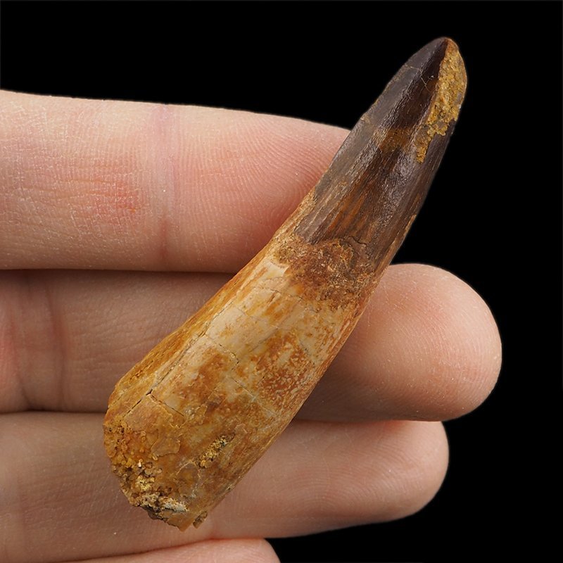 SKAMIENIAŁY ZĄB DINOZAURA Spinosaurus aegyptiacus - KREDA GÓRNA (CENOMAN) - ok. 95-100 mln lat